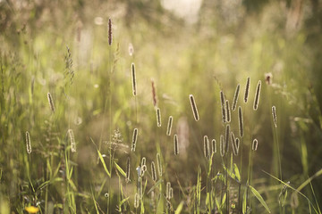 Landscape is summer. Green trees and grass in a countryside land