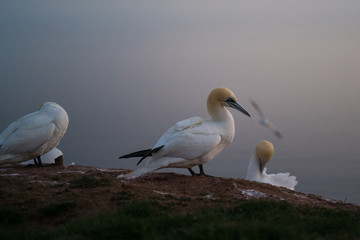 Northern gannets at the last daylight