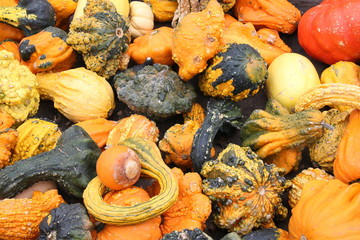 The gourds are ready for the season.