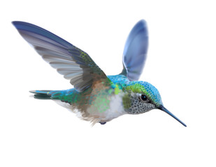 Hummingbird - Calypte  anna.
Hand drawn vector illustration of a flying Anna’s hummingbird with colorful glossy plumage on transparent background.
- 223915151