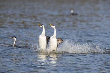 Western grebe (Aechmophorus occidentalis) Lake County, California, USA