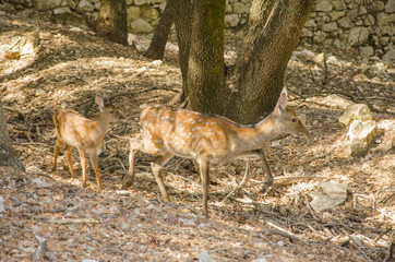 Family of deers in the nature in a park neer Montpellier