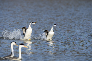 Western grebe (Aechmophorus occidentalis) Lake County, California, USA