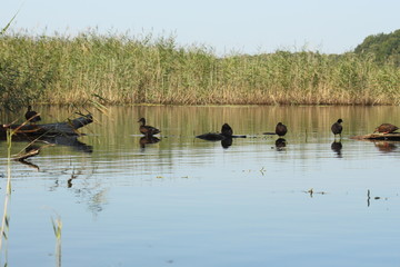 Na jeziorze, przyroda i rekreacja
