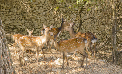 Family of deers in the nature in a park neer Montpellier