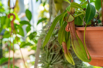 Obraz premium Hanging Nepenthes close up