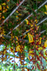 Orchidaceae hanging in the air