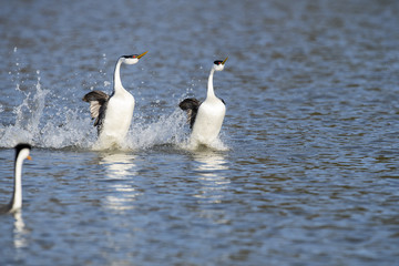 Western grebe (Aechmophorus occidentalis) Lake County, California, USA