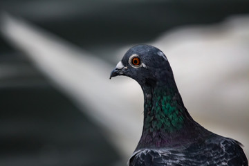 pigeon