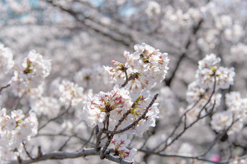 Cherry blossom season in Tokyo at Meguro river, Japan