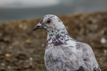 pigeon
