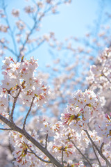 Cherry blossom season in Tokyo at Meguro river, Japan