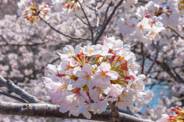 Fototapeta premium Cherry blossom season in Tokyo at Meguro river, Japan
