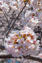 Cherry blossom season in Tokyo at Meguro river, Japan