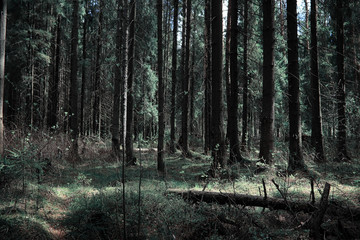 Pine forest. Depths of a forest. Journey through forest paths. T