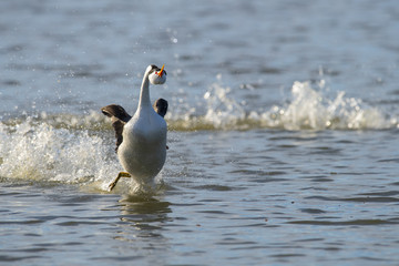 Fototapeta premium Clark's grebe (Aechmophorus clarkii) Lake County, California, USA