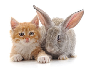 Red cat and rabbit.