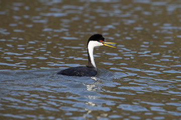 Western grebe (Aechmophorus occidentalis) Lake County, California, USA