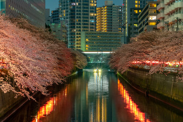 Cherry blossom season in Tokyo at Meguro river, Japan