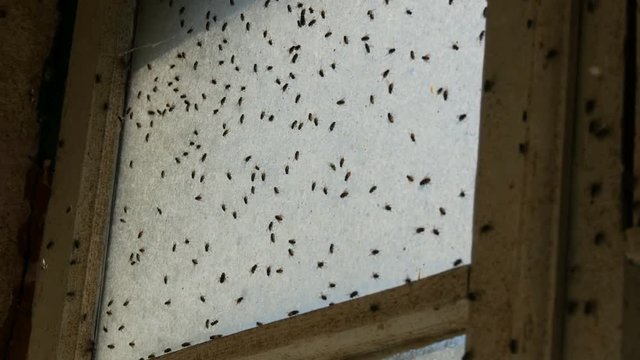 Gloomy congestion of huge number of housefly or Musca domestica that fly on an old dirty vintage abandoned window. Many house fly swarming in a house