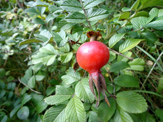 Rose hips on the branch