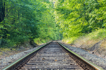 Fototapeta premium Forest Tracks