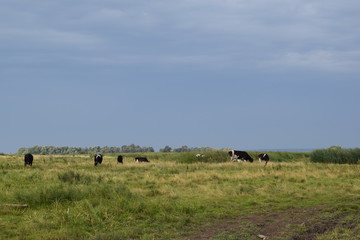 Cows on pasture