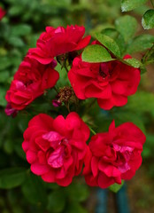  red flowers of rose Hansaland
