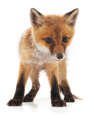 Fototapeta premium Little red fox.