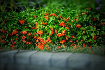 flowers in the garden