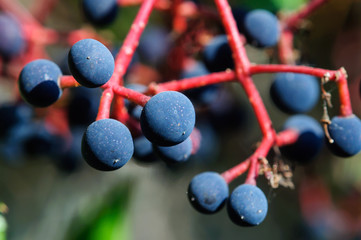 Fruits of wild grapes in the autumn garden, background.