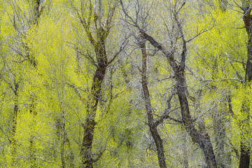 Cottonwood trees in Grand Teton NP, WY, USA