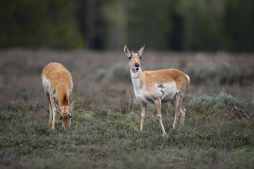 pronghorn antelope
