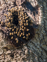 Wild bee nest at plum tree in nature park