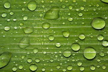 Beautiful green leaf texture with drops of water