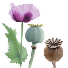 Opium poppy, Papaver somniferum. 
Hand drawn realistic vector illustration of purple poppy flower, green and dry seed pods, on white background.

