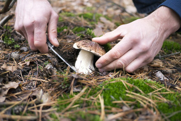 The search for mushrooms in the woods. A man is cutting mushroom with a knife.