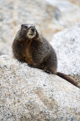 Yellow-bellied Marmot
