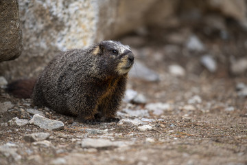 Yellow-bellied Marmot