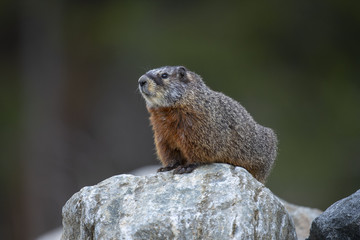 Yellow-bellied Marmot