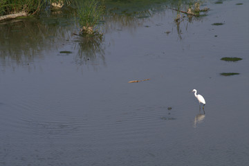 white heron,bird,nature,animal,river,wildlife,summer
