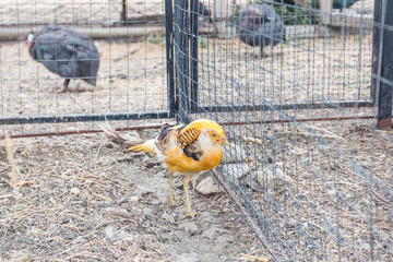 golden pheasant sits in a cage