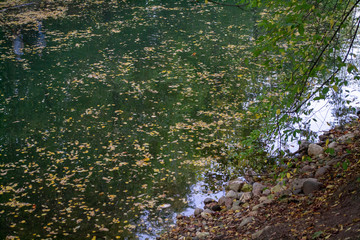 Autumn tree leafs on water