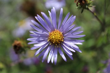 A Purple Aster blooms in a field in early fall