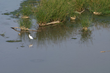 water,bird,river,wildlife,heron,nature,view,pond,summer