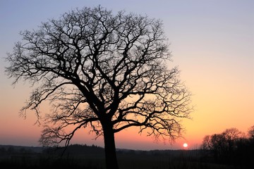 old oak tree in winter  