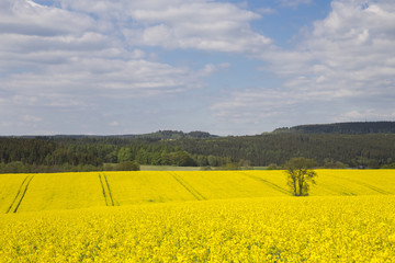 Obraz premium Yellow rapeseed flowers on field in Vogtland, Germany
