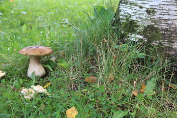 Fototapeta premium Photo of boletus mushroom from the tree trunk.