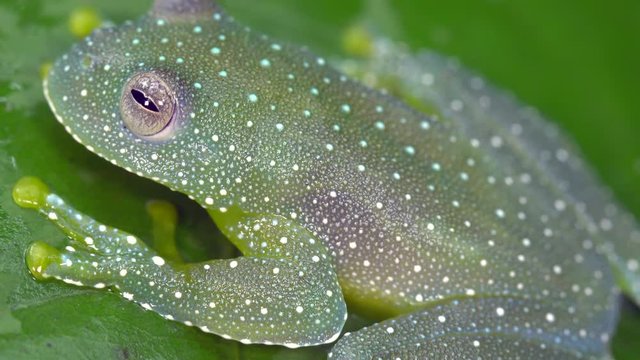 Close-up of the The Resplendent Cochran Frog (Cochranella resplendens) on  a leaf In the rainforest understory, Ecuador.