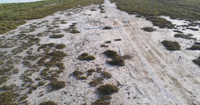 group of wild horses in Camargue